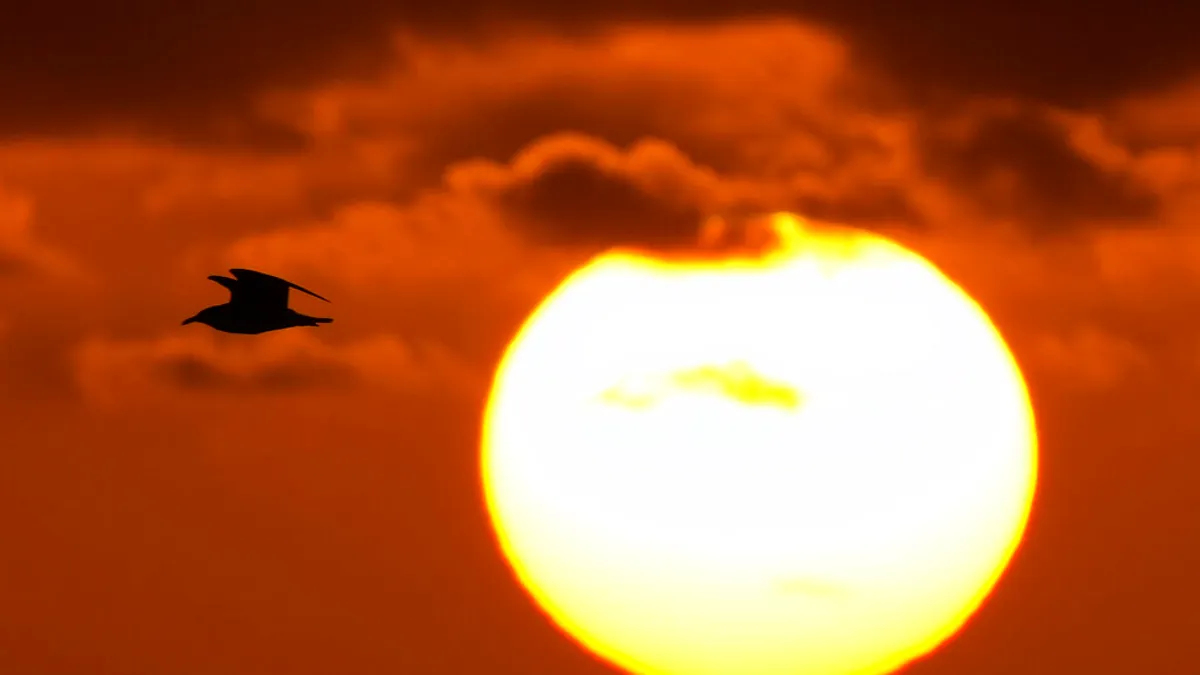 《經濟學人》指出太陽能發電正在指數成長,全球不再缺電的未來已觸手可及。圖為美國佛羅里達州的日出,一隻海鷗在太陽升起時飛過大西洋。(美聯社)