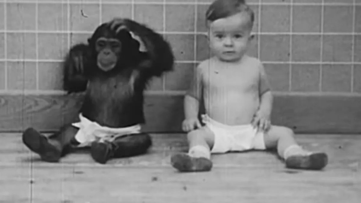 心理學家溫思羅普•凱洛格認為黑猩猩若從小接受人類撫養、教導,便能夠脫離原始野性,成為真正的人類,於是他展開了一場瘋狂的實驗。(圖/擷取自youtube) 心理學家溫思羅普•凱洛格認為黑猩猩若從小接受人類撫養、教導,便能夠脫離原始野性,成為真正的人類,於是他展開了一場瘋狂的實驗。(圖/擷取自youtube)
