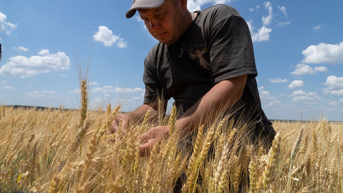 2022年俄羅斯侵略烏克蘭戰爭,烏克蘭的農業與穀物出口受到嚴重影響(AP) 2022年俄羅斯侵略烏克蘭戰爭,烏克蘭的農業與穀物出口受到嚴重影響(AP)