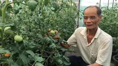 小農喜孜孜! 長絲瓜減量生產反成暢銷夯品