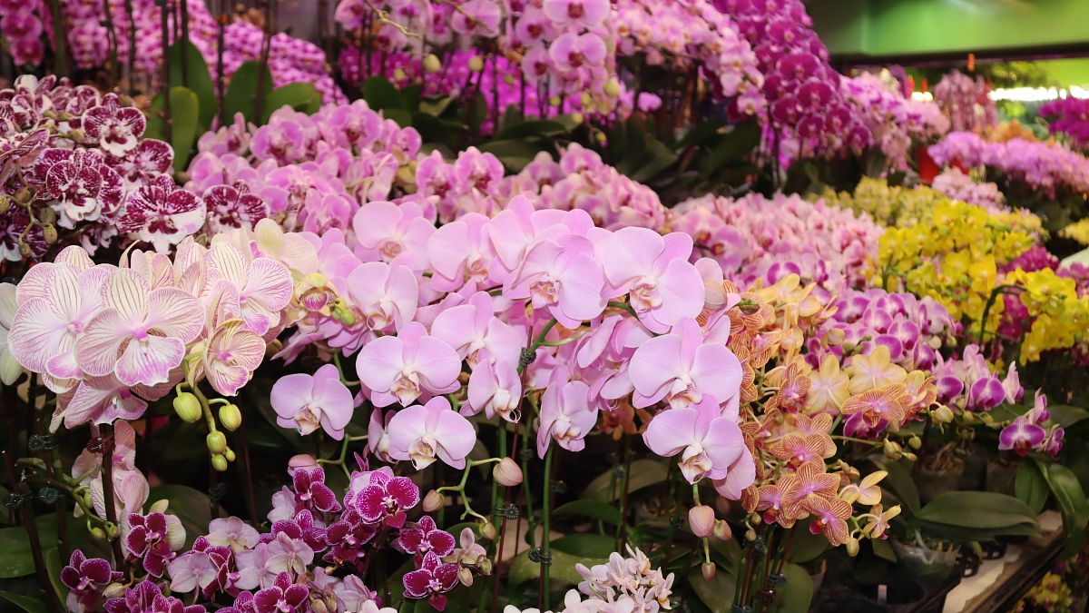 台美貿易協定開牌蝴蝶蘭豁免關稅 蘭花協會:強化台灣蘭花競爭優勢