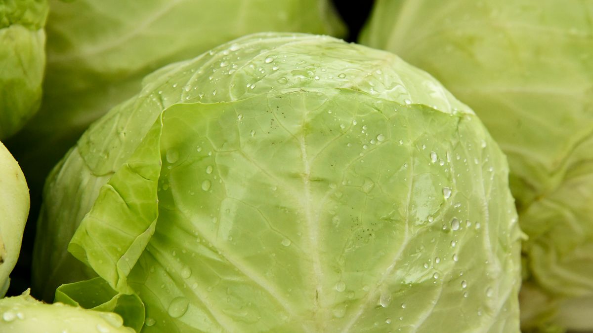 高麗菜吃不完先別放冰箱!內行教1招延長保存期限,放超過一個月依舊脆甜新鮮不軟爛