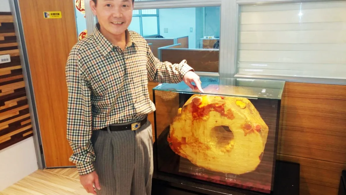時下最夯保健品 過期牛樟芝充斥坊間?