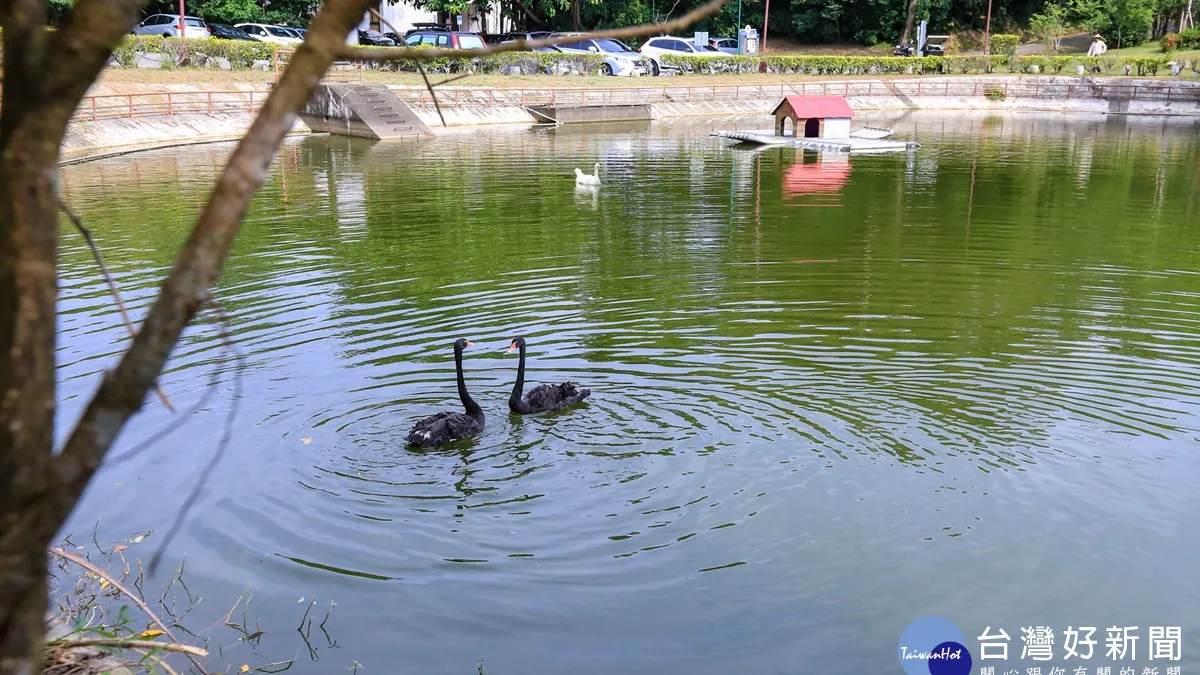 清華天鵝黑白配 悠遊相思湖添美景