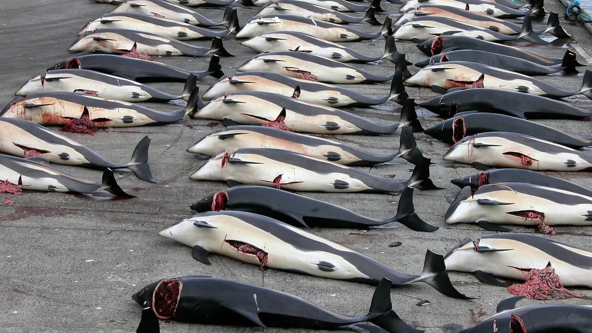 日本捕鯨船隊大肆捕殺小鬚鯨。(Erik Christensen@Wikipedia/CC BY-SA 3.0)