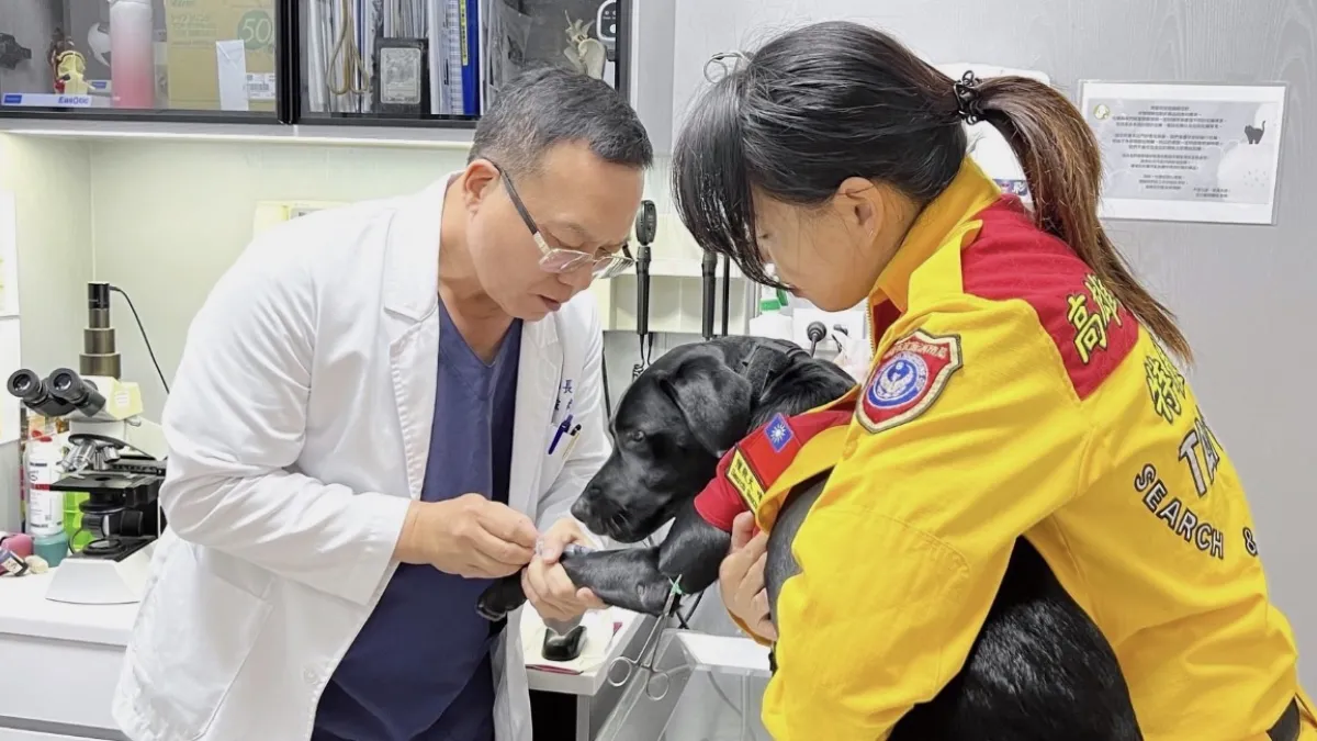 Feng Zong-hong treats an injured search-and-rescue dog's paw at Hongli Animal Hospital in Kaohsiung.(Provided by Michelle Lin)