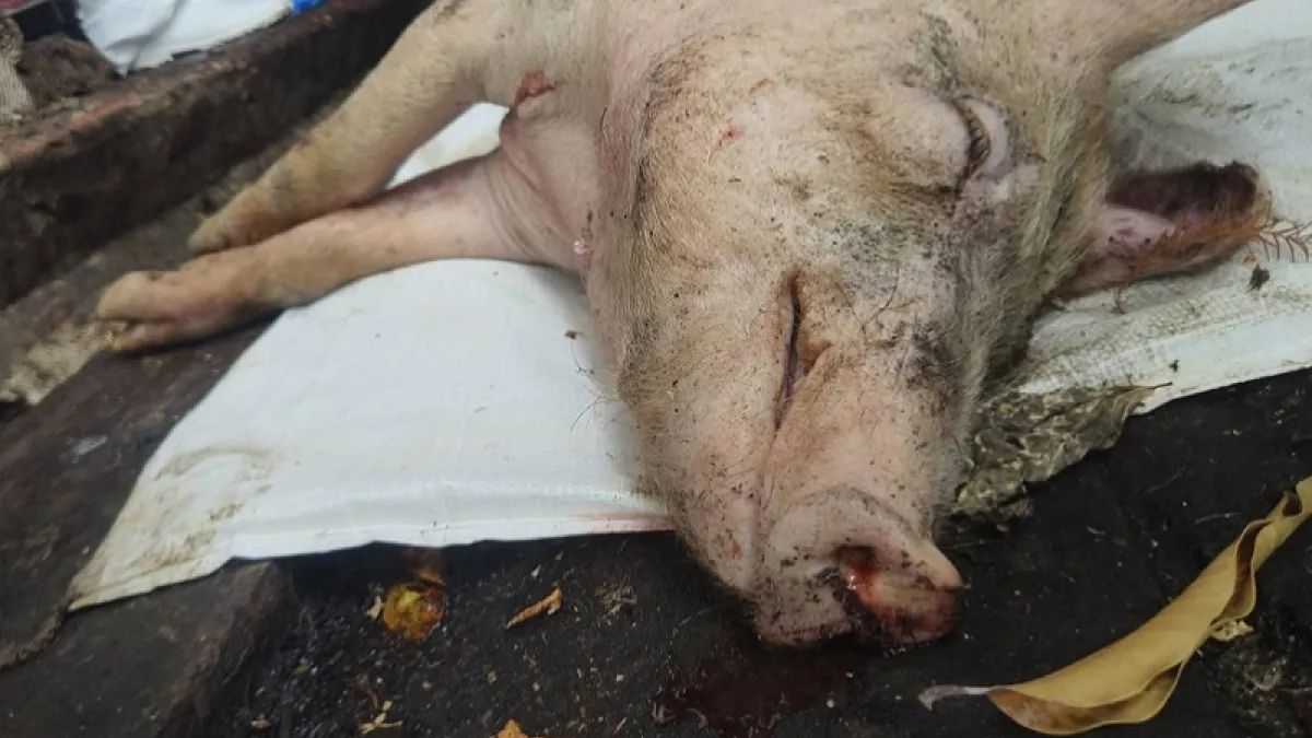 台灣養豬場爆發第一例非洲豬瘟病毒,農業部第一時間禁廚餘養豬,目前廚餘養豬場只剩8%,是時候檢討永久禁止廚餘養豬。(圖/農業部提供)
