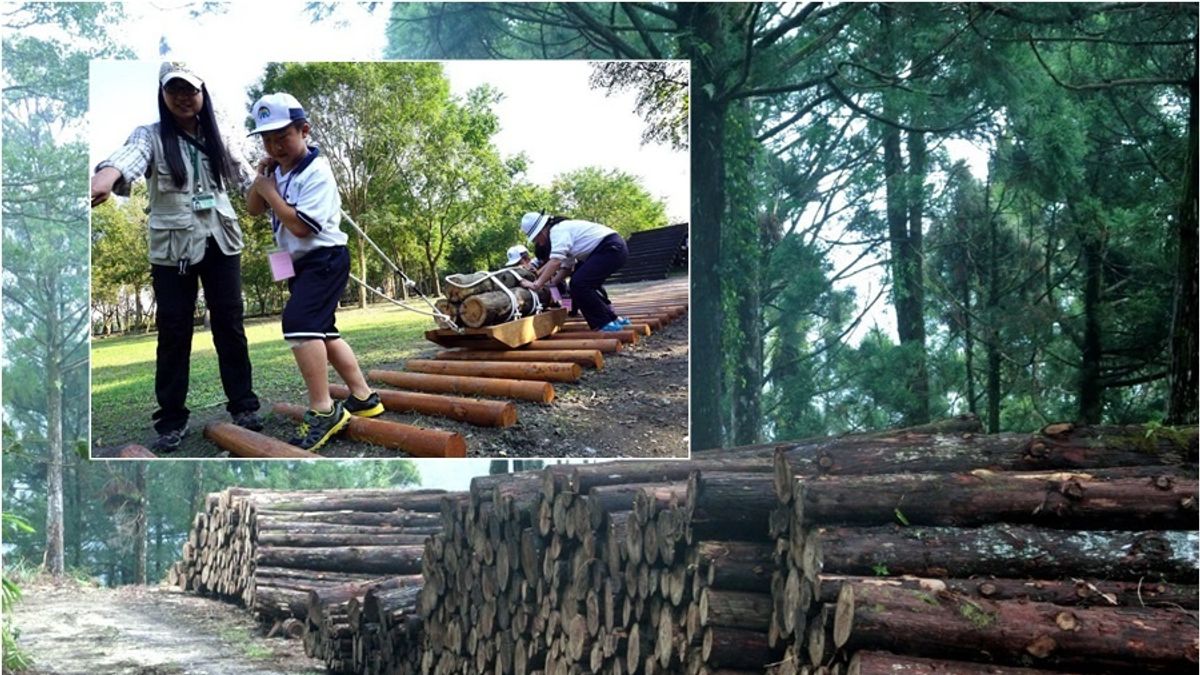 新時代森林泰山 探尋移動巨木的百年智慧 新時代森林泰山 探尋移動巨木的百年智慧