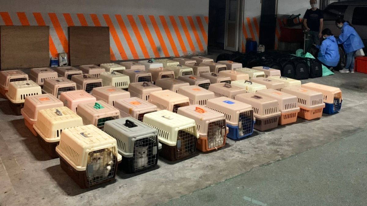 海巡署近日查獲某漁船企圖走私近200隻名貴貓咪。(海巡署提供) 海巡署近日查獲某漁船企圖走私近200隻名貴貓咪。(海巡署提供)