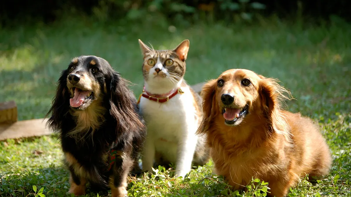 養貓養狗跟個性息息相關?(圖/raneko@flickr) 養貓養狗跟個性息息相關?(圖/raneko@flickr)