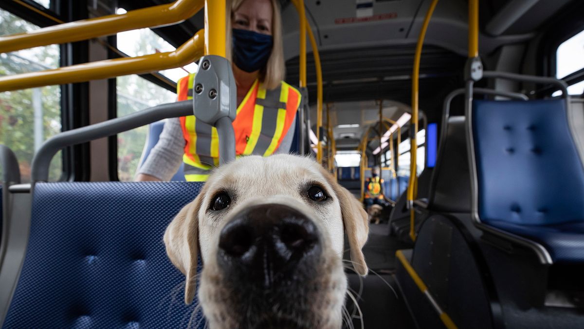 狗,汪星人(AP) 狗,汪星人(AP)