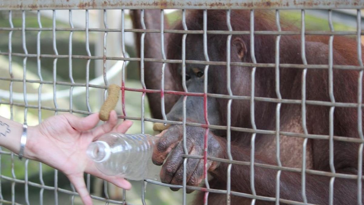 展現高智商 婆羅洲人猿撿空瓶換餅乾 展現高智商 婆羅洲人猿撿空瓶換餅乾