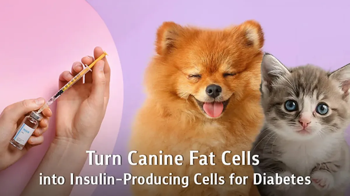 "From Canine Fat Tissue to Insulin-Producing Cells": Chula Veterinary Researchers Offer New Hope for Diabetes Treatment in Pets