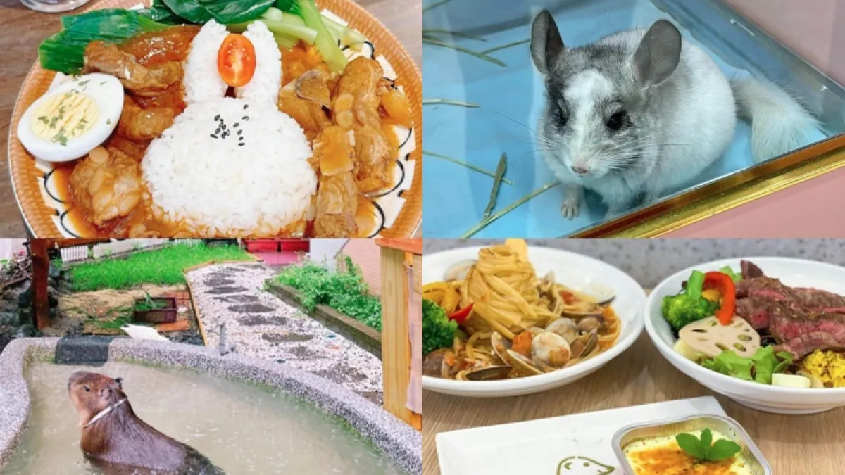 雙北有越來越多間以特色寵物為主題的動物餐廳,像是能夠與龍貓、狐獴一起用餐,不用跑到郊區就能夠餵食水豚,讓餐廳也成為另類的特殊景點呢!(圖/取自IG@lishihtan、small_white_eat_、kitty0717、bonniee.96)