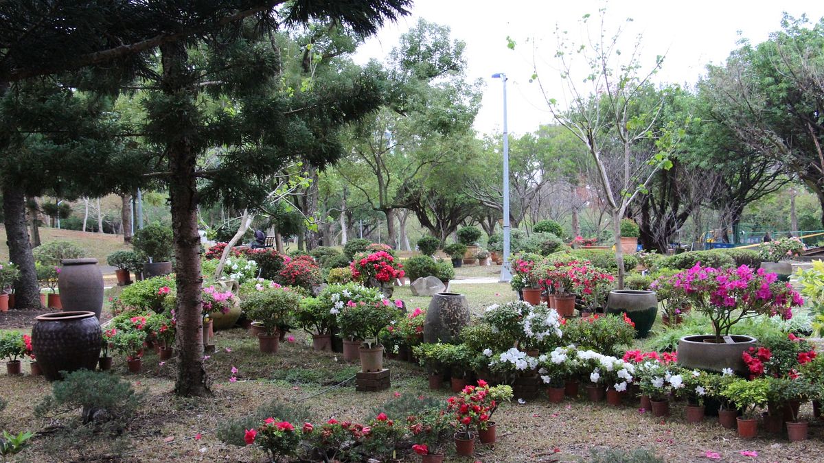 春天快到了 台北杜鵑花季3月1日開始 春天快到了 台北杜鵑花季3月1日開始