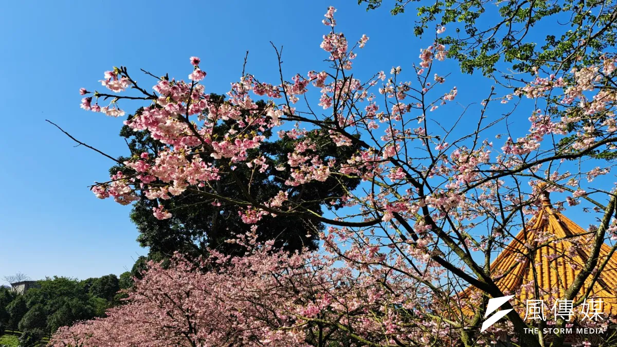 位於淡水的無極天元宮是北台灣著名的道教聖地,每年會陸續染上各種櫻花色彩,成了遊客必訪的景點。(資料照/陳乃慈攝)