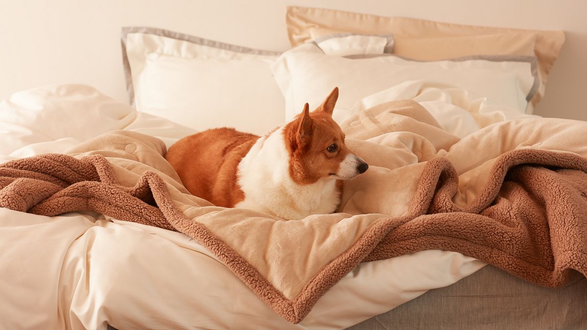 居家換季商機升溫!IKEA、HOLA、特力屋齊攻雙11 市場看好普發現金助攻