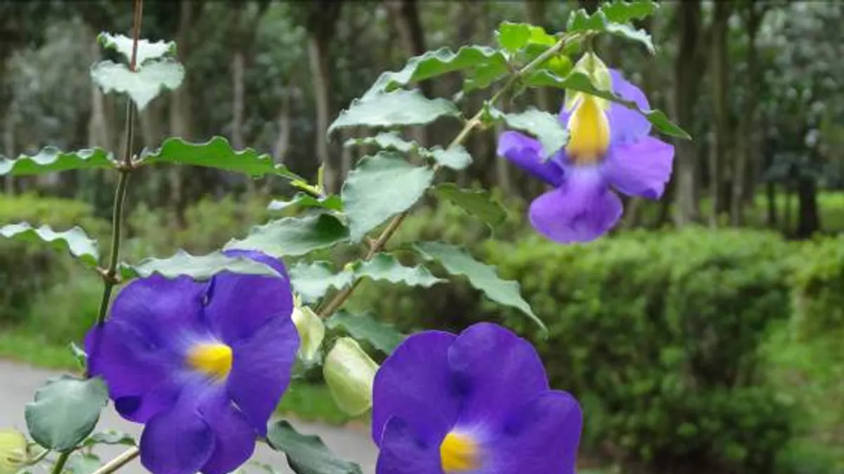 「紫」意降臨9月天 北市花卉試驗中心綻放紫色夢幻 「紫」意降臨9月天 北市花卉試驗中心綻放紫色夢幻