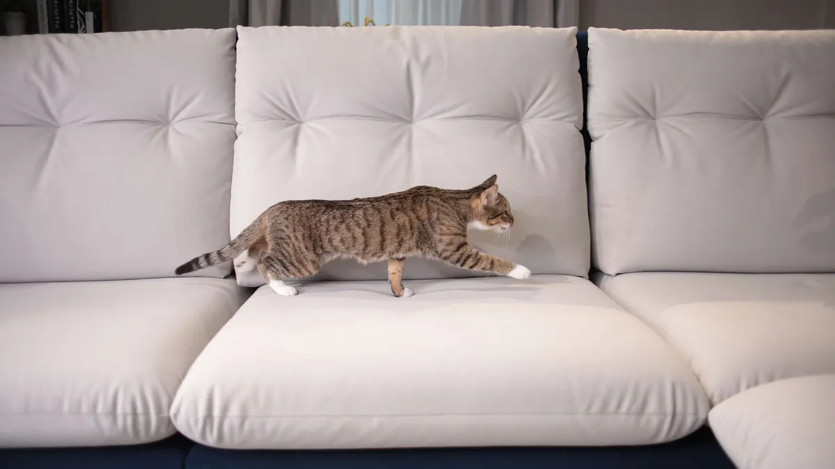 沙發挑選三重點讓貓不再搞破壞 (圖/赫里亞手工訂製沙發提供) 沙發挑選三重點讓貓不再搞破壞 (圖/赫里亞手工訂製沙發提供)