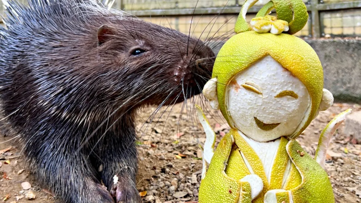 壽山動物園同仁把柚子雕刻為嫦娥造型。(圖/壽山動物園提供) 壽山動物園同仁把柚子雕刻為嫦娥造型。(圖/壽山動物園提供)