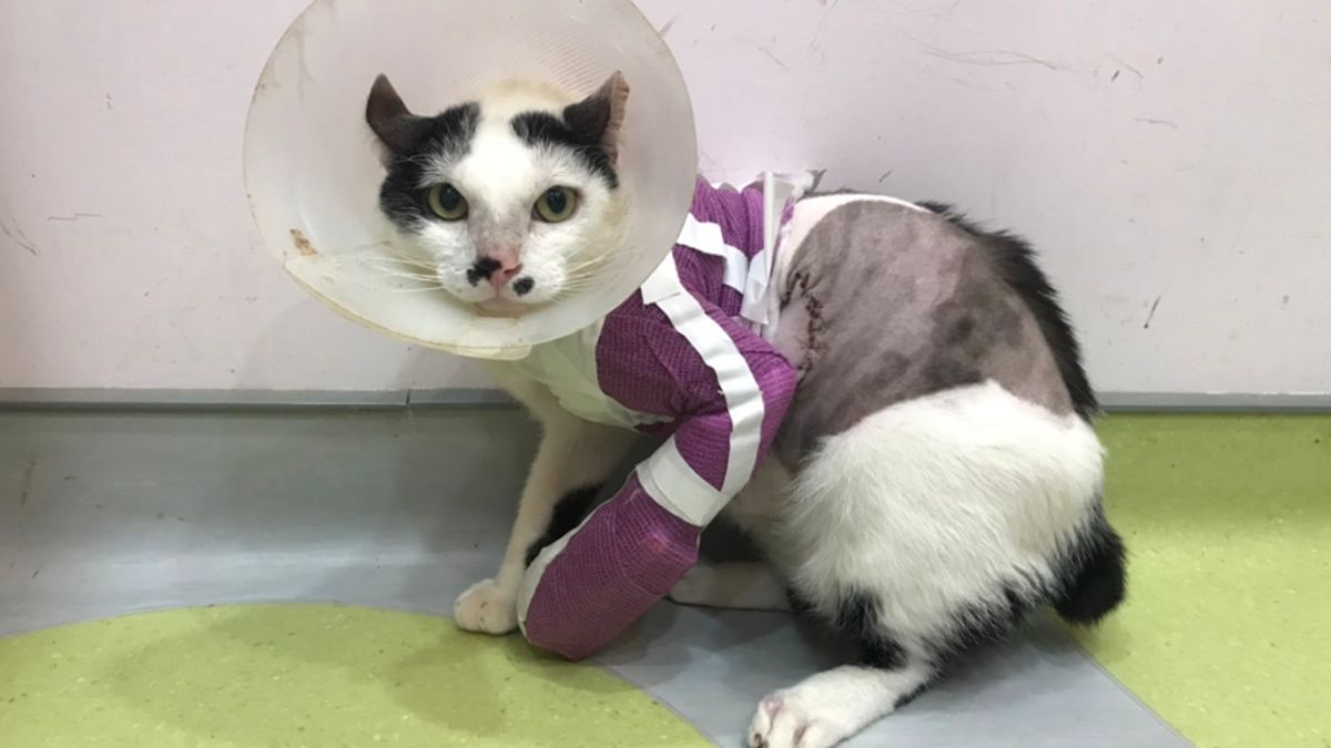 又是新北市動保處! 結合專業獸醫師支援,成功以自體皮瓣修復貓咪前腳大範圍傷口