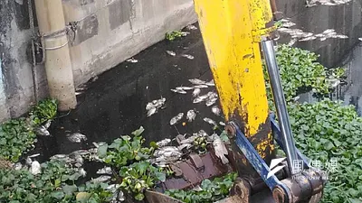 高公截流站河面淤積大量死魚,環保局研判為日夜溫差大,水中溶氧不足。(圖/徐炳文攝)