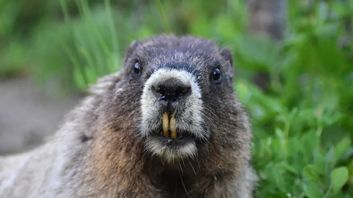 河狸不只是可愛的動物,也是從古至今重要的外交象徵。 (示意圖/取自unsplash) 河狸不只是可愛的動物,也是從古至今重要的外交象徵。 (示意圖/取自unsplash)