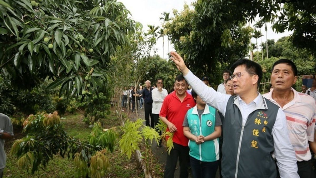太平荔枝減產不到往年三成 林佳龍勘查促復耕 太平荔枝減產不到往年三成 林佳龍勘查促復耕
