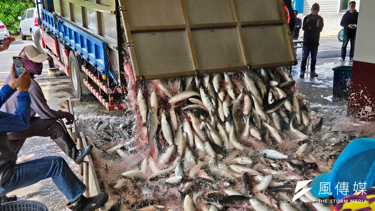 頃瀉而下的「烏魚瀑布」,宣告新竹縣烏魚季正式啟動。(圖/方詠騰攝) 頃瀉而下的「烏魚瀑布」,宣告新竹縣烏魚季正式啟動。(圖/方詠騰攝)