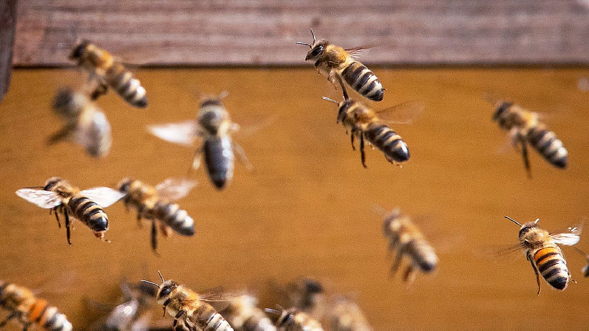 蜜蜂正因氣候變遷大量消失,歐美興起「城市養蜂」熱潮,期望減緩衝擊。(AP) 蜜蜂正因氣候變遷大量消失,歐美興起「城市養蜂」熱潮,期望減緩衝擊。(AP)