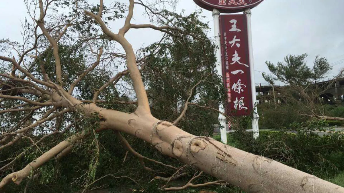 莫蘭蒂颱風過境,金門災情嚴重。(王建順提供)