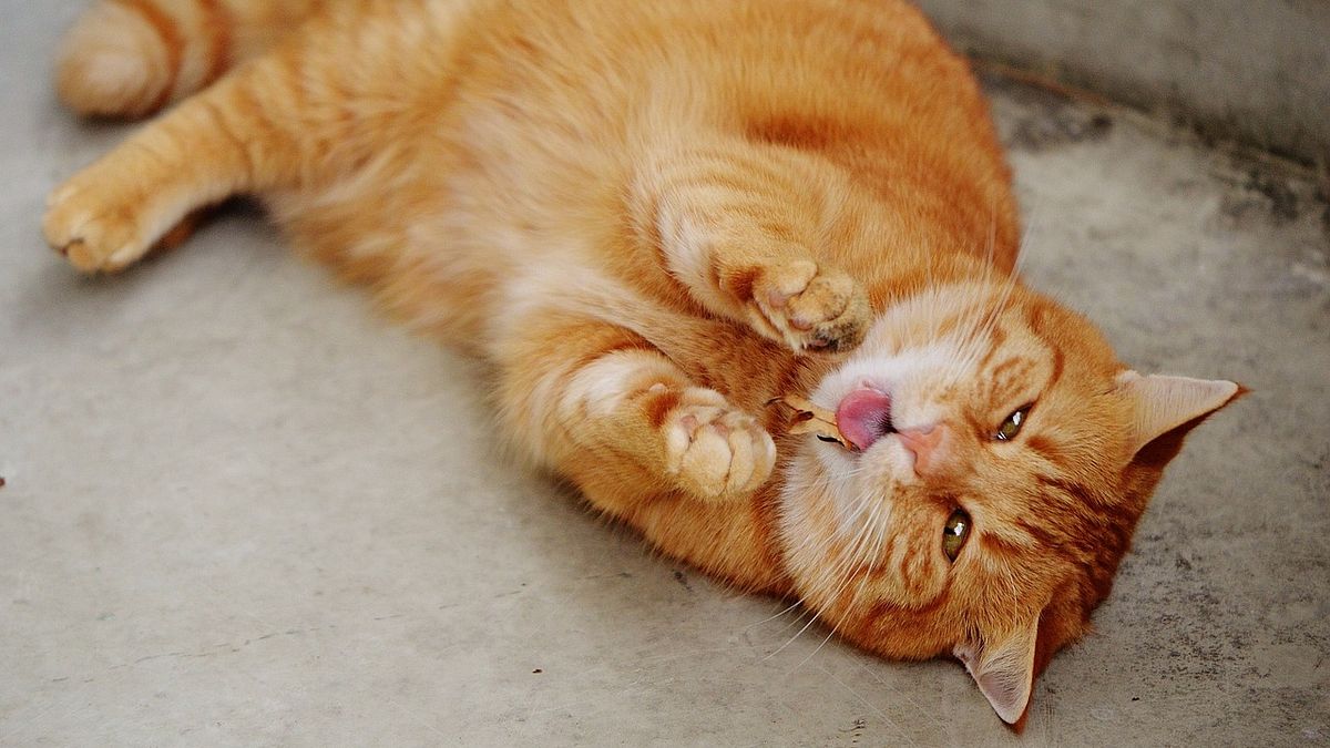 每一隻貓都有駕馭人類的操控術(圖/Alexas_Fotos@pixabay) 每一隻貓都有駕馭人類的操控術(圖/Alexas_Fotos@pixabay)