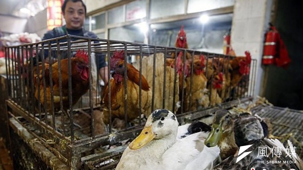 行政院1日通過動物傳染病防治條例部分條文修正草案,正式將「傳統市場禁售活禽」入法。 行政院1日通過動物傳染病防治條例部分條文修正草案,正式將「傳統市場禁售活禽」入法。