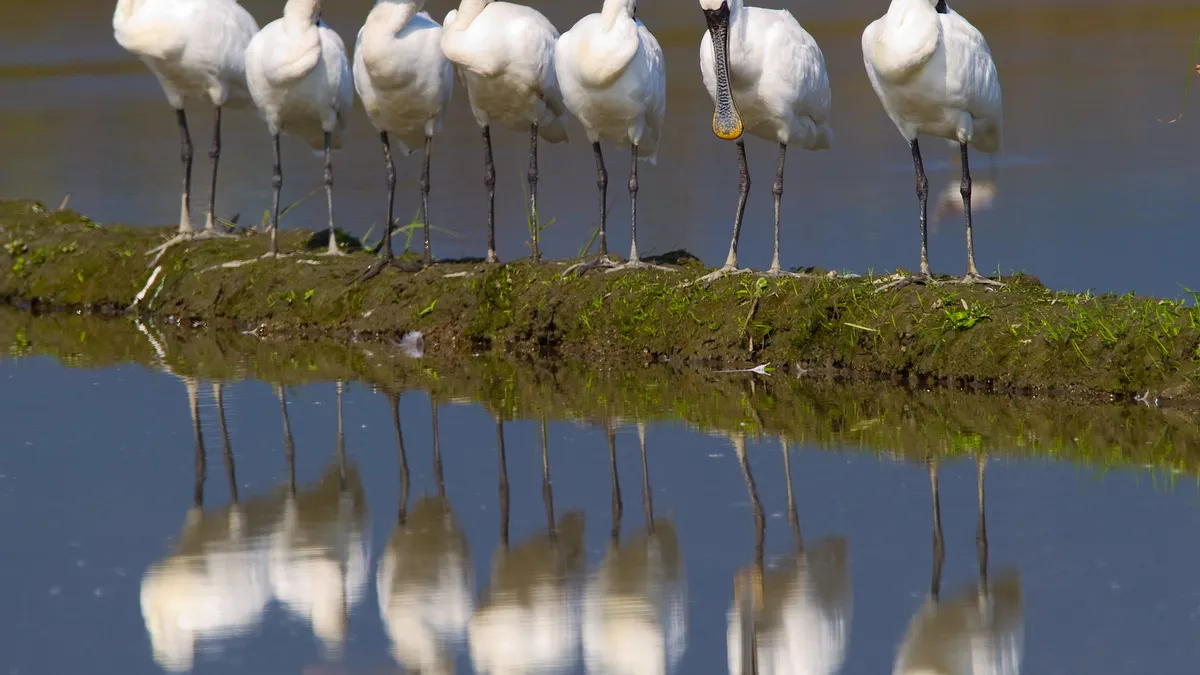 「2016臺北國際賞鳥博覽會」將於22日在關渡自然公園開幕。(資料照,呂紹煒攝) 「2016臺北國際賞鳥博覽會」將於22日在關渡自然公園開幕。(資料照,呂紹煒攝)