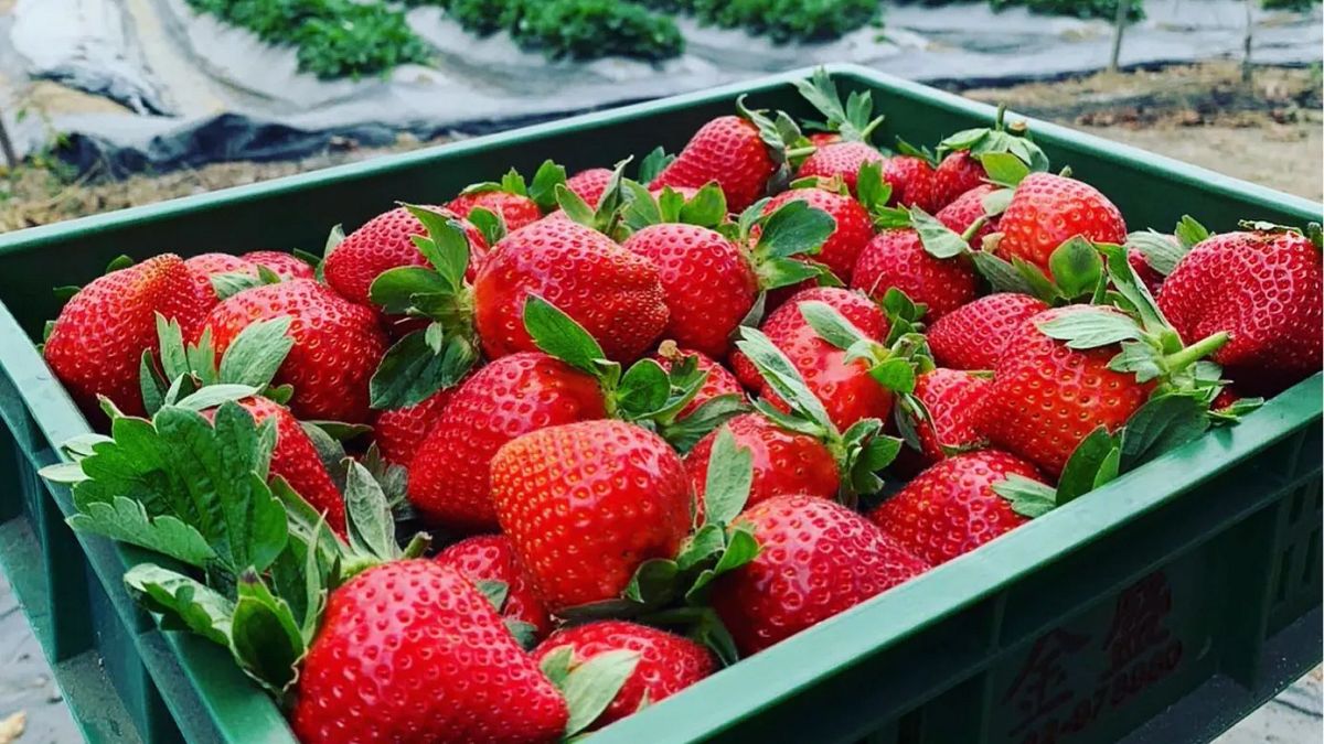 台北就能採草莓!台灣10大熱門草莓園「免門票場地大、大顆香甜品種多」,別只會跑苗栗大湖