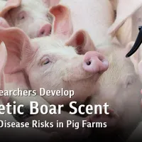 Chula Researchers Develop Synthetic Boar Scent Mimicking Natural Pheromones to Reduce Disease Outbreak Risks in Pig Farms Chula Researchers Develop Synthetic Boar Scent Mimicking Natural Pheromones to Reduce Disease Outbreak Risks in Pig Farms