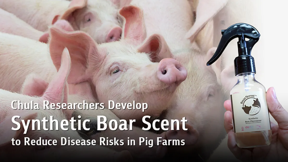Chula Researchers Develop Synthetic Boar Scent Mimicking Natural Pheromones to Reduce Disease Outbreak Risks in Pig Farms
