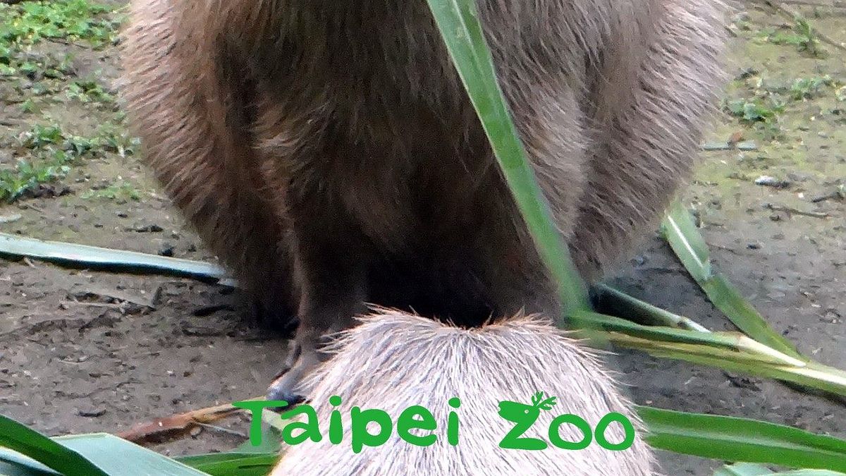 台北市立動物園的水豚,2020年除夕享用大餐(台北市立動物園) 台北市立動物園的水豚,2020年除夕享用大餐(台北市立動物園)