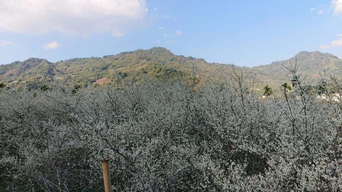 中市新社福興里的梅花紛紛盛開,從現在起至1月中下旬,約三週時間。(圖/台中市政府)