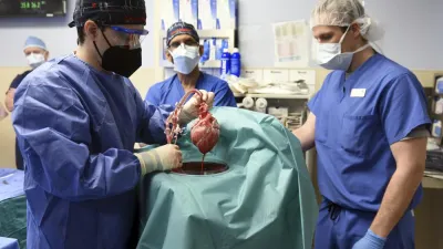 美國馬里蘭大學醫學院7日成功將基因改造豬的心臟移植到一名57歲男子身上,創下醫學史上首例。(AP)