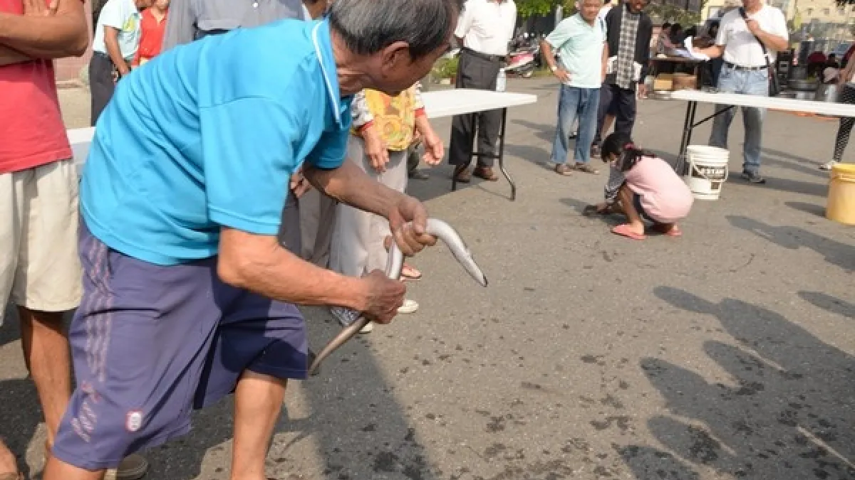 口湖鄉「浪鰻滿烏」文化季 烏魚風味餐邀民眾嘗鮮