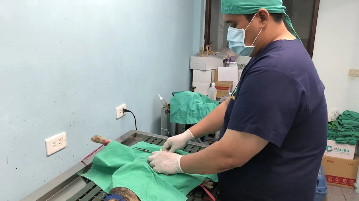 花蓮縣政府為鼓勵民眾替家中犬貓絕育,減少流浪犬貓產生,今年結合行政院農業委員會計畫,推行免費犬貓3合1絕育活動。(圖/花蓮縣政府提供)