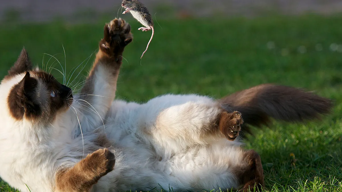 流浪貓問題求解?有人想到撲殺,芝加哥人卻幫這些貓咪找到最理想天職!(圖/wikimedia) 流浪貓問題求解?有人想到撲殺,芝加哥人卻幫這些貓咪找到最理想天職!(圖/wikimedia)