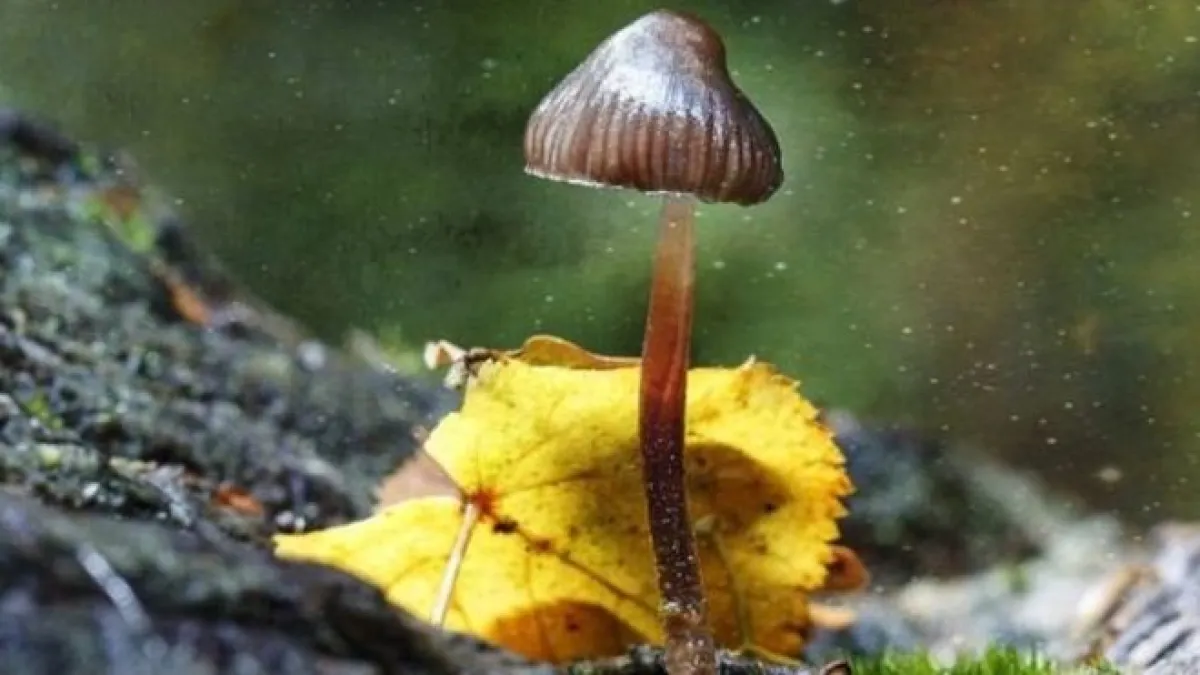 迷幻蘑菇(magic mushrooms)。(BBC中文網)