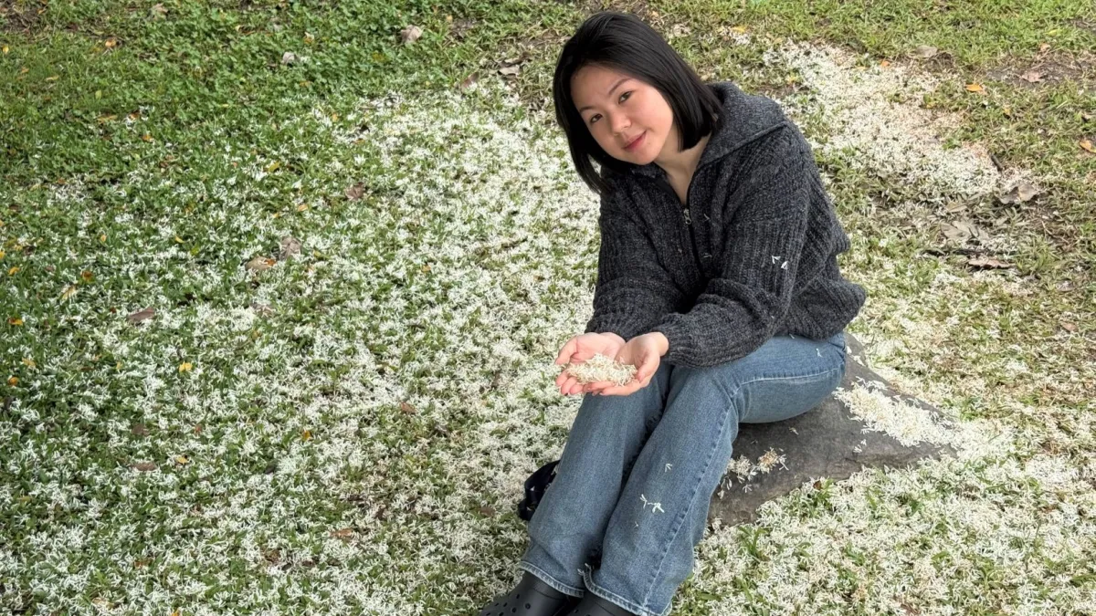 流蘇花瓣隨風飄揚,宛如畫作般灑落一地雪白,美好日常輕易可得。(圖/新北市高灘處提供)