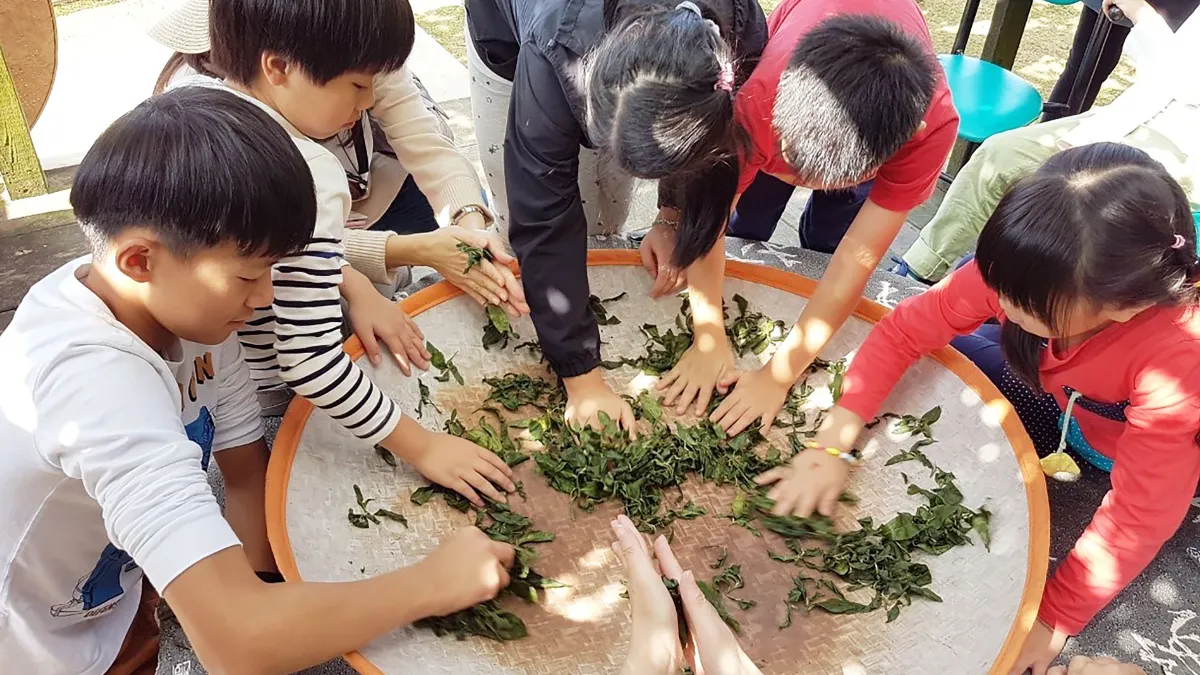 「茶鄉走讀小旅行」由在地達人帶大家走訪老街、茶園,體驗當製茶師。(圖/新北市立圖書館)