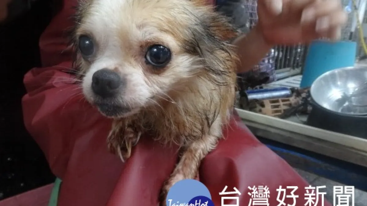 犬隻被惡意遺棄 動保處:將不肖業者繩之以法
