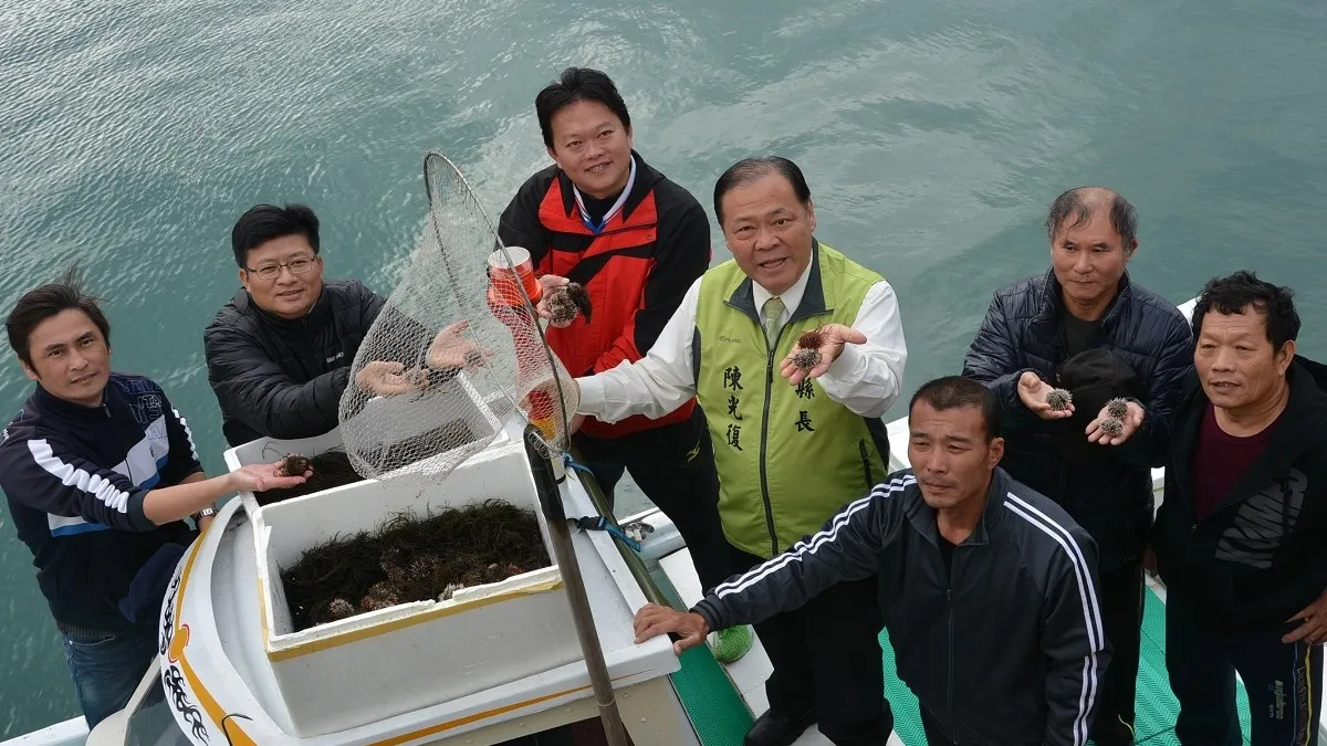澎湖放流馬糞海膽苗 擬劃定烏崁保育區