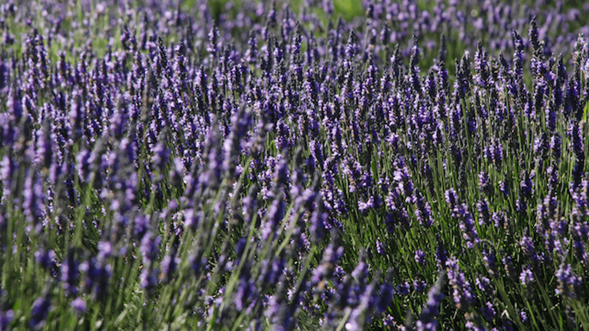 梅峰農場夏季裡聲開的薰衣草花田。(圖/梅峰農場提供) 梅峰農場夏季裡聲開的薰衣草花田。(圖/梅峰農場提供)