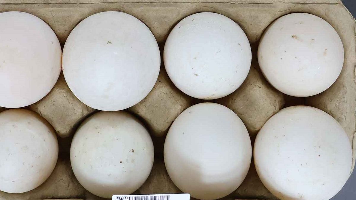 嘉義市安南部落的鴨蛋檢出動物用藥殺菌劑超標,業者被依食品安全衛生管理法第47條處以3萬元罰鍰。(食藥署提供) 嘉義市安南部落的鴨蛋檢出動物用藥殺菌劑超標,業者被依食品安全衛生管理法第47條處以3萬元罰鍰。(食藥署提供)